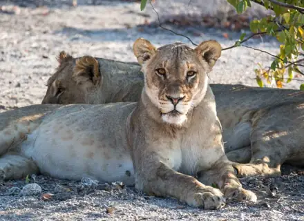 3 Days Etosha Safari