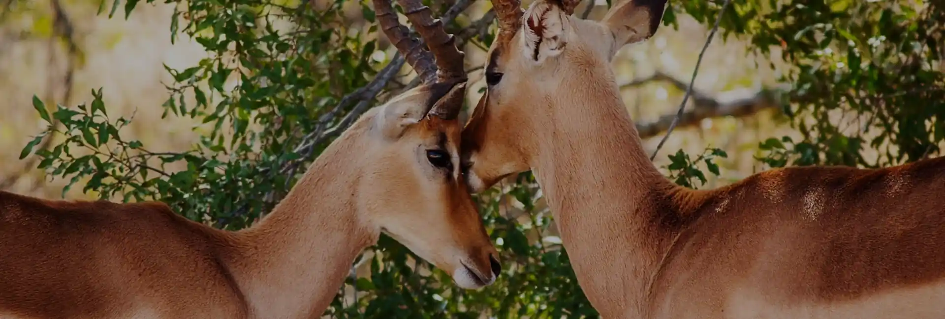 3 Days Etosha Safari