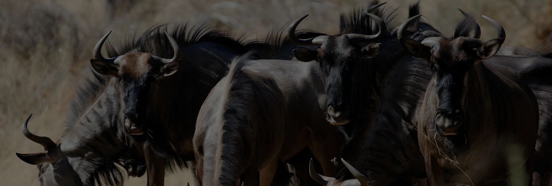 Okapuka Ranch