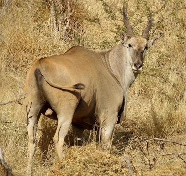 Okapuka Ranc