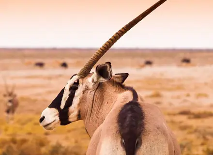 14 Days Namibia Wilderness Tour